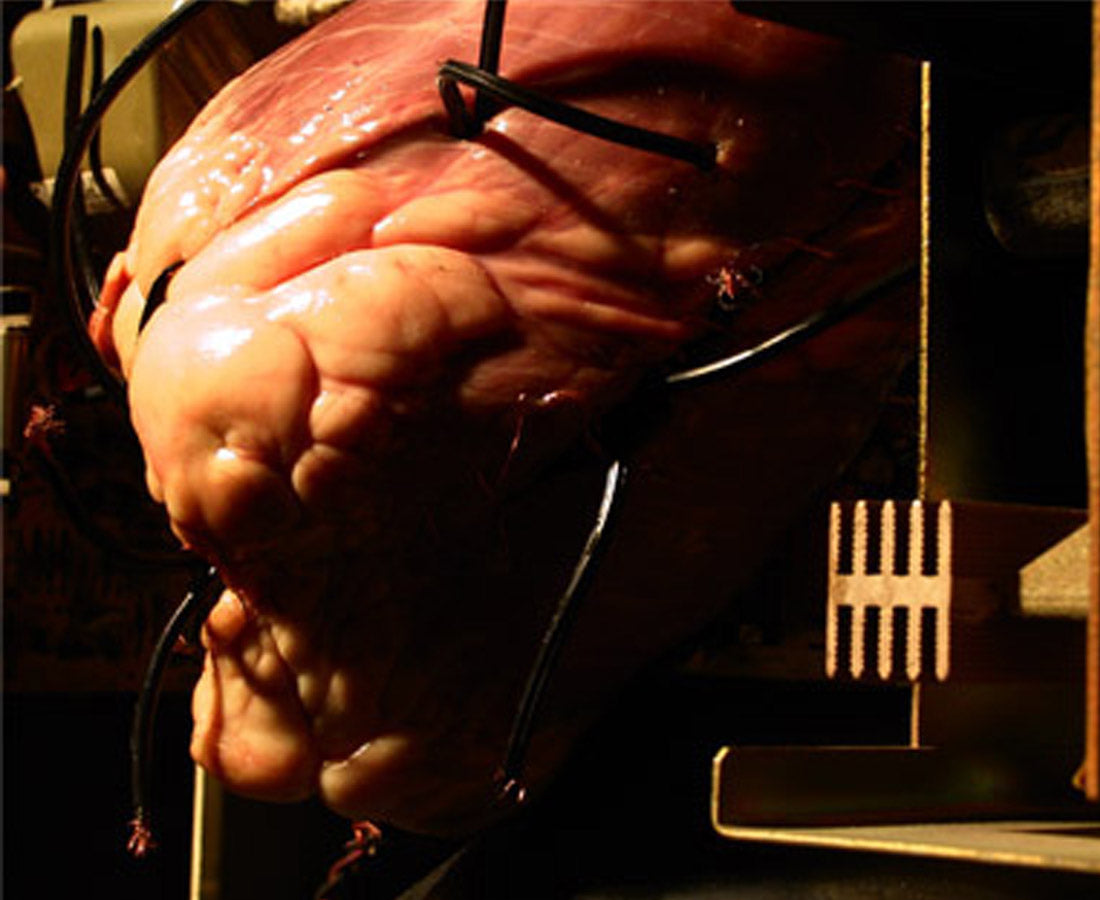 MTAF. ''Heart Technology'' Photograph, 8.5''x 11''. 2004